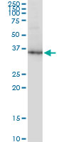 WB - GAPDH Antibody (monoclonal) (M01) AT2151a